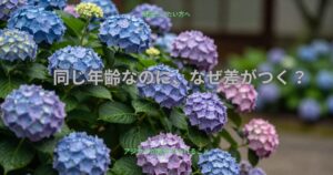 アジサイ。同じ年齢なのになぜ差がつく