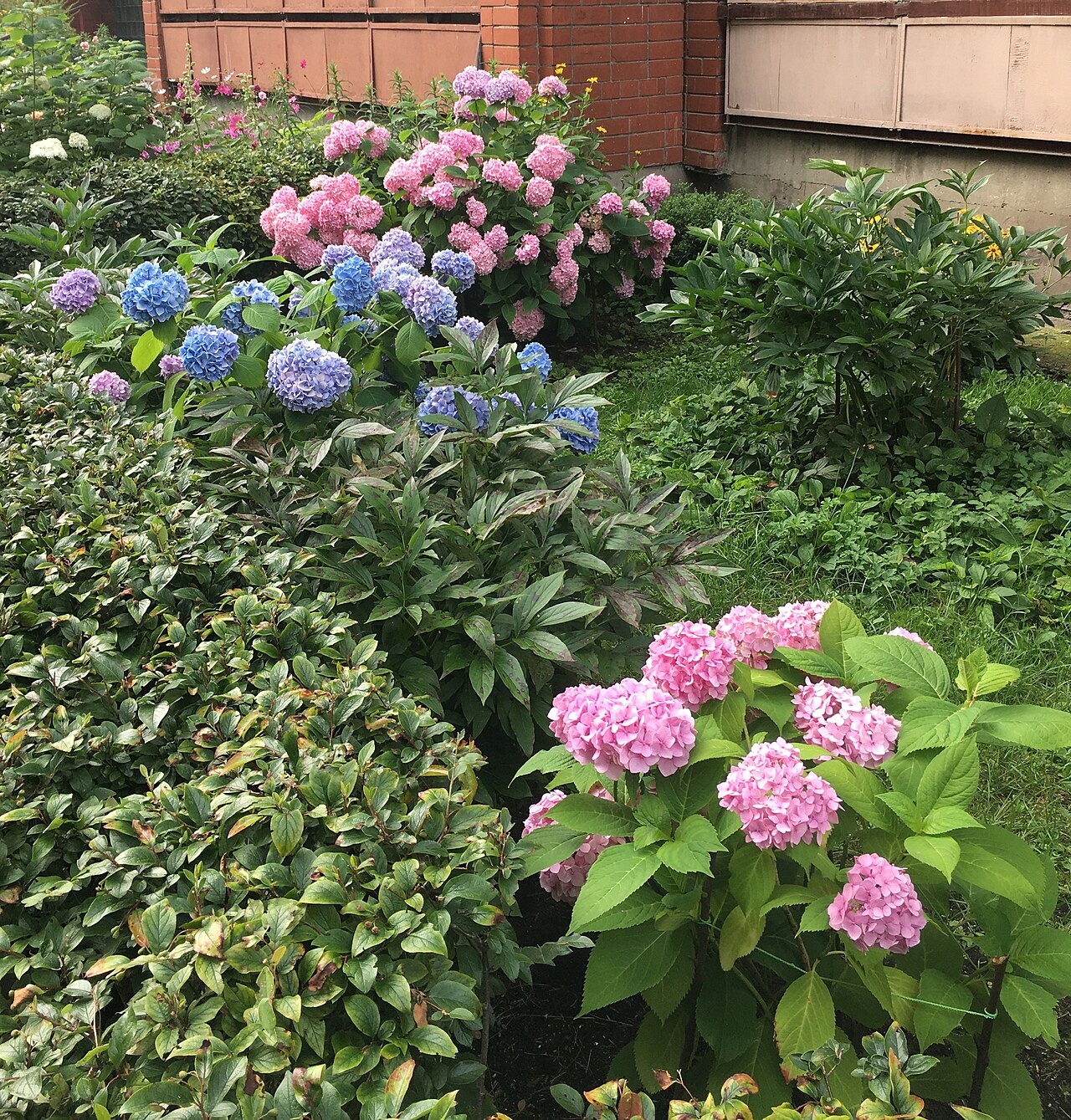 同じ庭に咲く、青・紫・ピンクのアジサイ